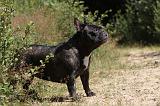 BOULEDOGUE FRANCAIS 050